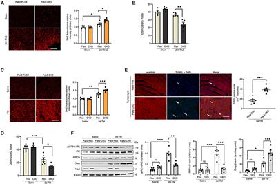 Pak2 Regulation of Nrf2 Serves as a Novel Signaling Nexus Linking ER Stress Response and Oxidative Stress in the Heart